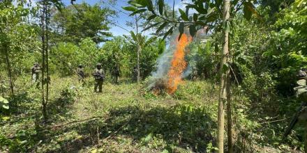El Ejército destruyó 10.000 plantas de coca en Sucumbíos El Ejército destruyó 10.000 plantas de coca en Sucumbíos