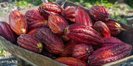 Mars y ofi impulsan producción de cacao sostenible en Ecuador 