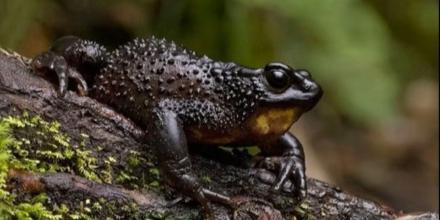 Justicia ordena suspender carretera en Cotopaxi por riesgo a especie endémica