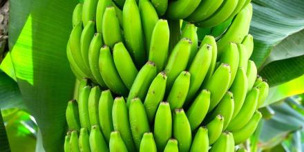 EE.UU. analiza reducir aranceles a café y banano