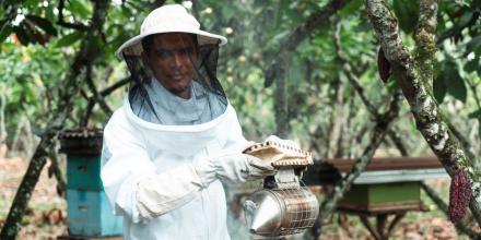 Plan Cacao: la apuesta de Nestlé Ecuador por un agro más sostenible y resiliente