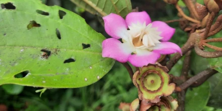 Ecuador descubre tres nuevas especies de plantas y raros métodos de polinización