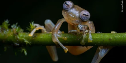 Ecuador entra en informe científico global por nuevos hallazgos de biodiversidad 