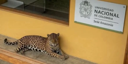 Rescatan a un jaguar herido en la Amazonia colombiana