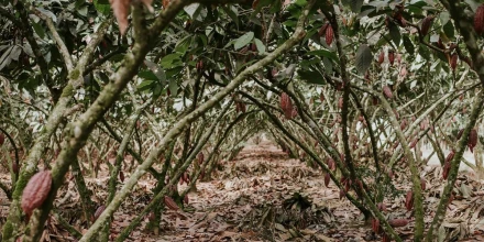 Calor extremo presiona al agro y podría impactar la producción en Ecuador