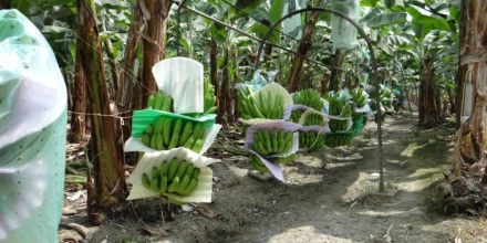 Exportaciones de banano de Ecuador arrancan 2026 con alza cercana al 10%