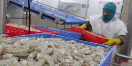 Exportaciones de camarón lideran ingresos externos y evidencian cambio en la economía ecuatoriana