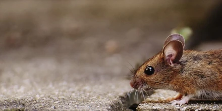 Qué es el hantavirus y por qué vuelve a estar bajo vigilancia