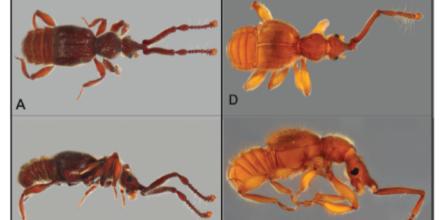 12 nuevas especies de escarabajos fueron descritas en Ecuador