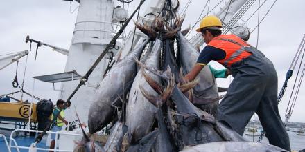 Exportaciones pesqueras de Ecuador marcaron récord histórico en 2025