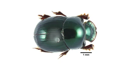 Identifican 62 especies de escarabajos clave para el equilibrio ecológico de la Amazonía ecuatoriana