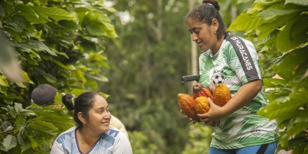 Con café y cacao, Ecuador es pionero mundial en la producción libre de deforestación
