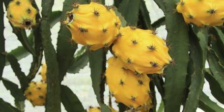 La pitahaya ecuatoriana regresa a Perú
