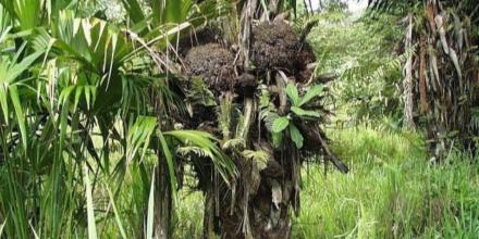 Ecuador refuerza la protección de la tagua