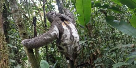 Animales silvestres fueron rescatados en Sucumbíos, Napo y Guayas