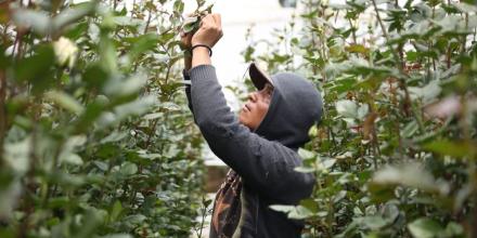 Créditos del BID apuntalan financiamiento productivo en la Amazonía ecuatoriana