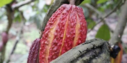 Cacao supera los $ 6.100 por tonelada