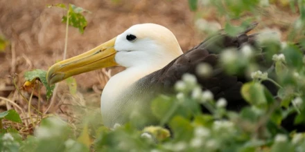Violencia en el mar complica la protección de aves marinas en Ecuador