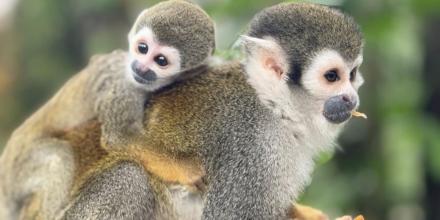 ‘El Paseo de los Monos’ alberga animales rescatados 