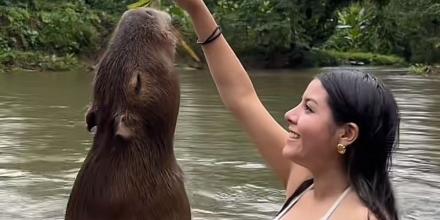 Kuri Warmi, donde los visitantes pueden nadar con una capibara 
