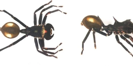Nueva araña en el Yasuní imita hormigas para cazar y confirma riqueza aún inexplorada