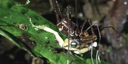 Descubren en Ecuador que arácnidos “segadores” pueden depredar ranas vivas