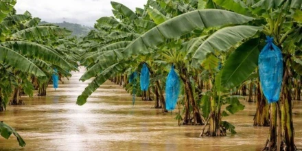 Lluvias intensas elevan el riesgo para las siembras de banano y plátano en Ecuador
