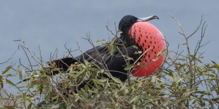 Floreana estrena monitoreo ojos de halcón para proteger su fauna en tiempo real