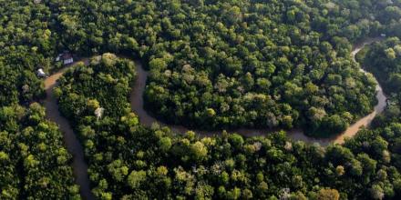 Descubren nueva planta prehistórica adaptada a zonas inundables de la Amazonía peruana