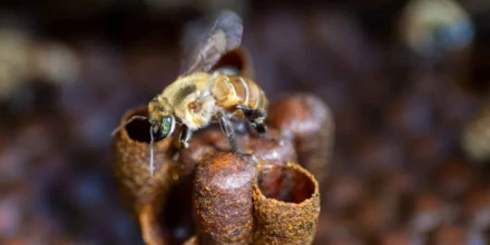 Amazonía peruana reconoce derechos a abejas nativas