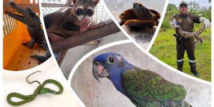 7.400 animales silvestres fueron rescatados en 2025