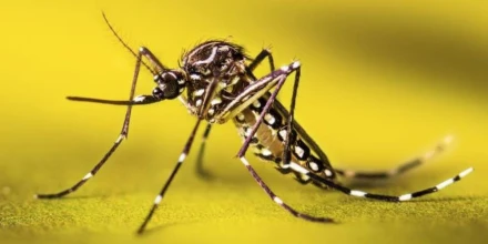 Fiebre amarilla reaparece en la Amazonía y activa respuesta sanitaria del Gobierno