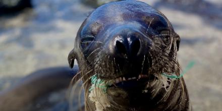 Plásticos afectan a todos los ecosistemas de Ecuador