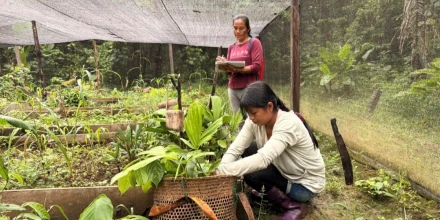 Las mujeres de Sarayaku recuperan especies perdidas de la Amazonía 