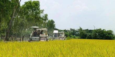 Gobierno adelanta compra directa de arroz y fija inicio de recepción para el 4 de mayo
