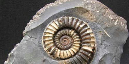 Bioestratigrafía y su Interconexión con el Entorno Geológico 