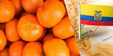 Ecuador busca crecer en el mercado de mandarinas Tango de Estados Unidos