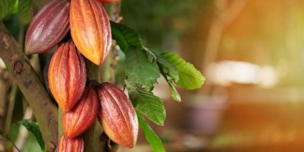 Cacao profundiza su desplome y toca mínimo anual