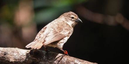 Galápagos registra la mejor temporada reproductiva del pinzón de manglar desde 2011