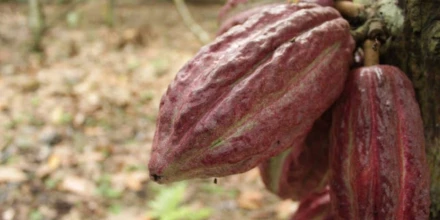 Acuerdo entre Ghana y Costa de Marfil pone bajo observación al mercado del cacao