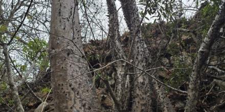 Una nueva especie de árbol tropical fue descubierta en Loja