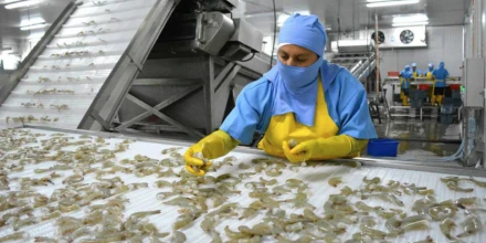 Crisis logística frena exportaciones de camarón y presiona a toda la cadena productiva