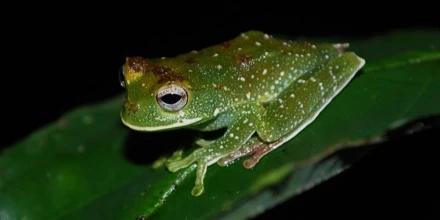 Estudio científico registra alta diversidad de anfibios y reptiles en la Amazonía ecuatoriana