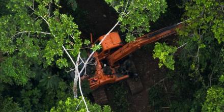 1.700 hectáreas han sido deforestadas en Napo desde 2017
