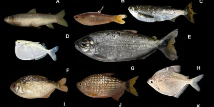 Investigación revela alta diversidad de peces en el río Conambo en Pastaza