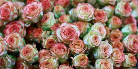 Ecuador envió un millón de rosas a China en solo 3 días