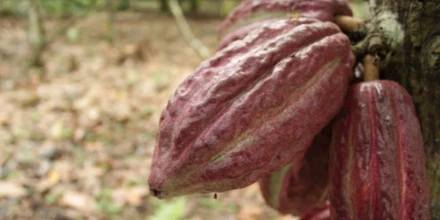 Cacao ecuatoriano avanza en adaptación a norma europea contra deforestación