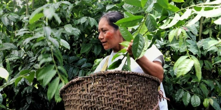 Ecuador impulsa exportaciones de café, cacao y guayusa con certificación libre de deforestación