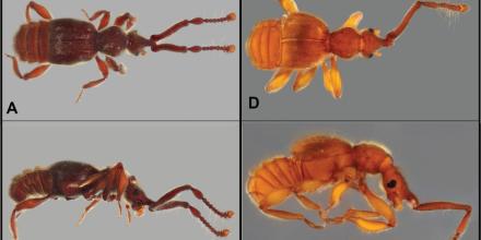 35 escarabajos amplían mapa de la biodiversidad ecuatoriana