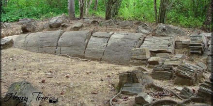 Estudio confirmó presencia de 12 especies nativas en bosque de Puyango